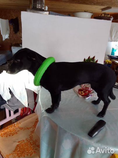 Собака девочка