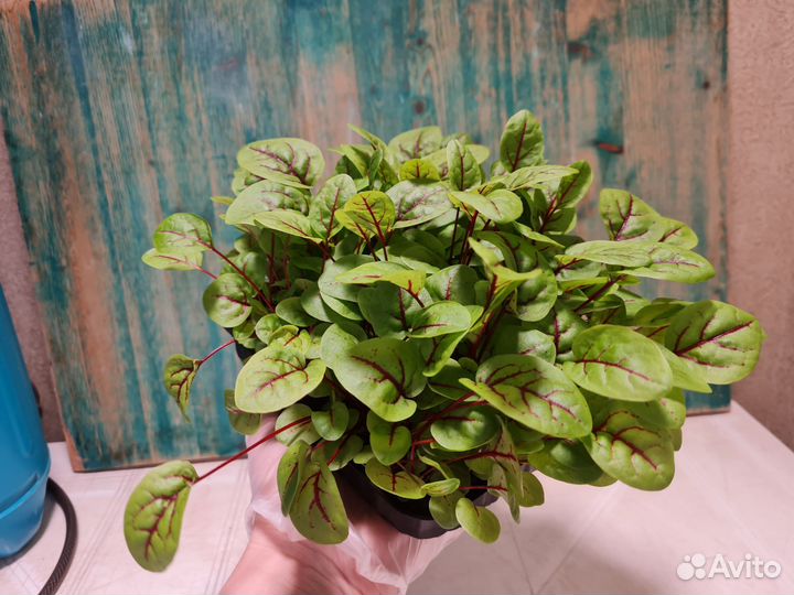 Микрозелень щавеля