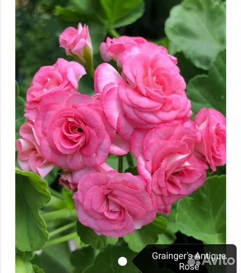 Укорененные черенки сортовых пеларгоний