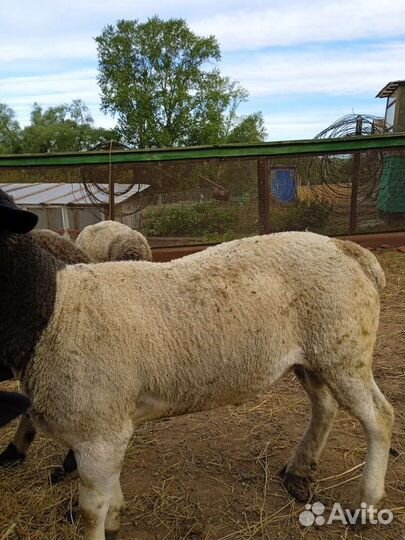 Бараны Дорпер