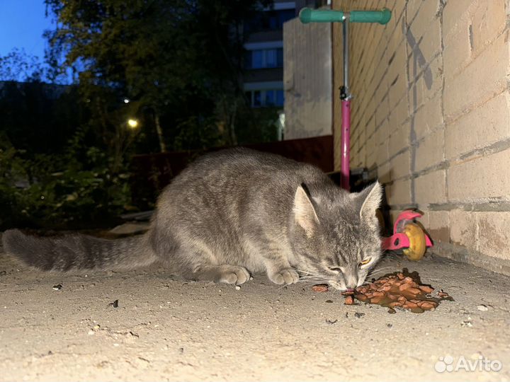 Найдена кошка кот