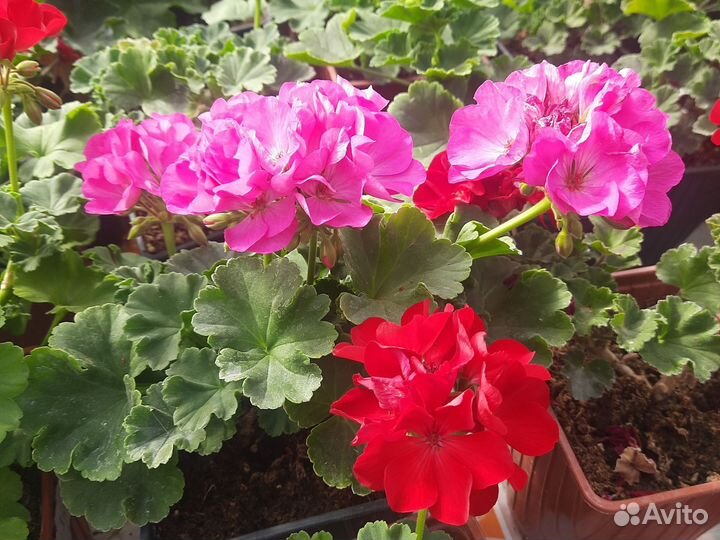 Пеларгония герань сортовая