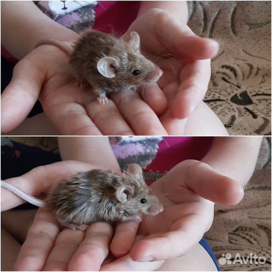 Сатиновые мышки