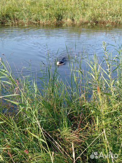 Щенки лабрадора шоколадные