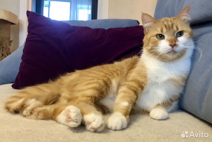 Кошка ищет дом