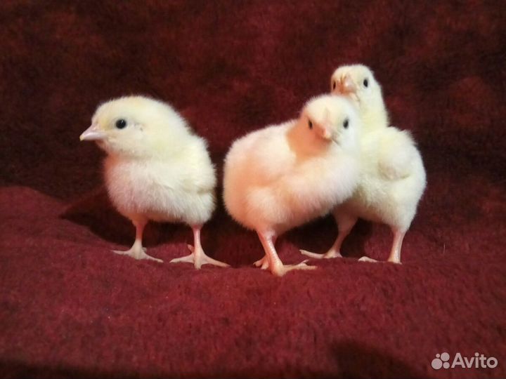 Цыплята бройлера Кобб 500, импорт