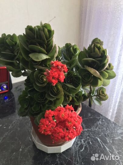 Каланхоэ броссфельда