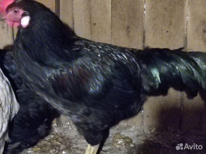Петух 7 месяцов