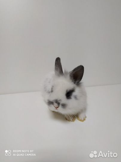 Декоративные крольчата