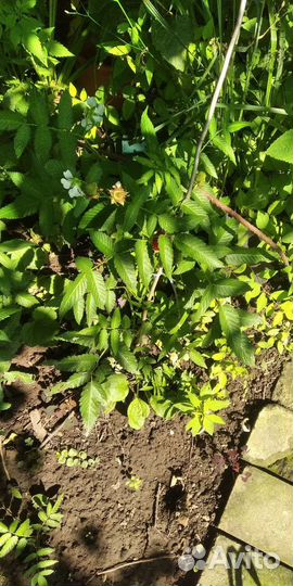 Тибетская малина саженцы