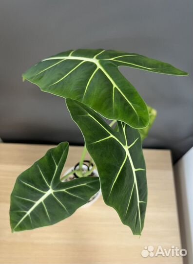 Алоказия мишольца