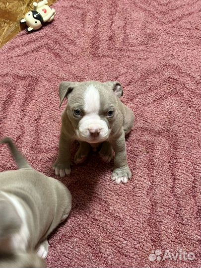 Американский булли стандарт