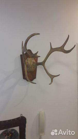 Рога косули на медальоне