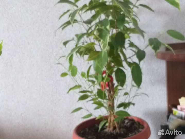 Фикус бенджамина