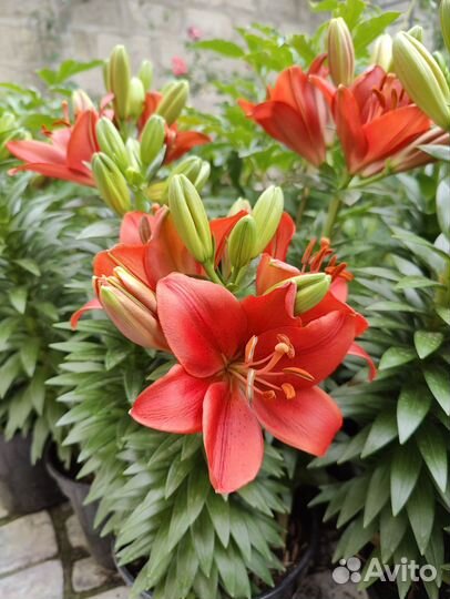 Лилия summer scarlet