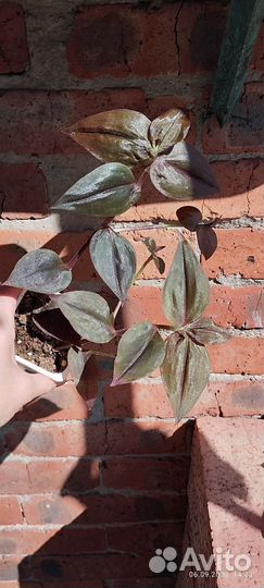 Традесканция Шоколадный холм