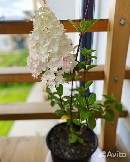 Гортензии Разнообразие сортов от 1 года до 4 лет