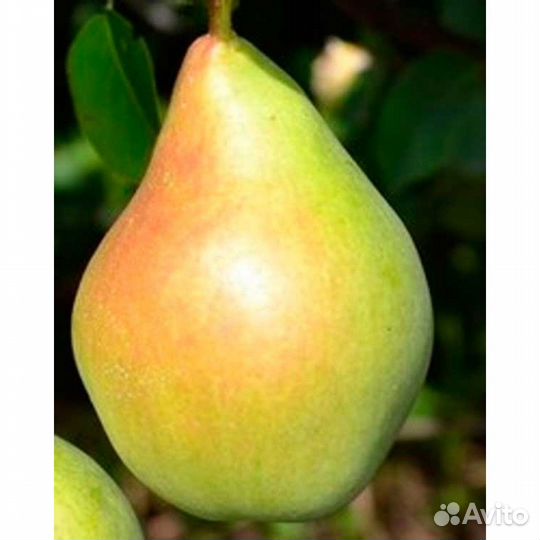 Саженцы груши Феерия