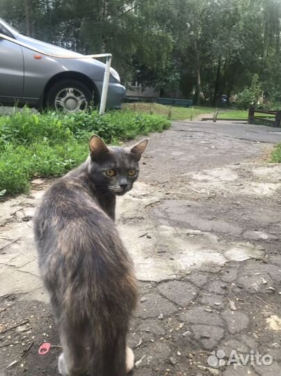 Кошка очень ищет дом