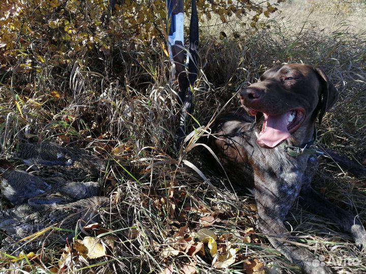 Вязка курцхаар