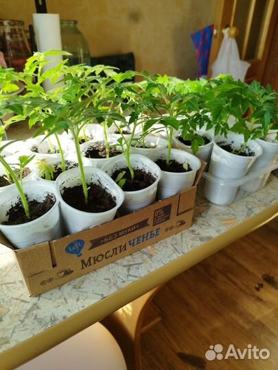 Рассада томатов