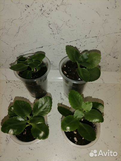 Каланхоэ (красный)