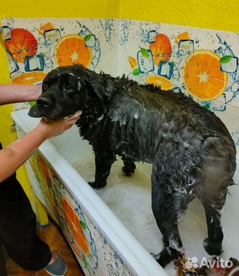 Экспресс линька, вычес собак. Красносельский р -н