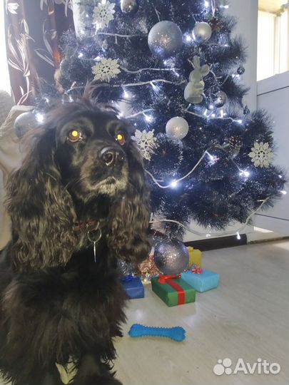 Русский Кокер спаниель на вязку