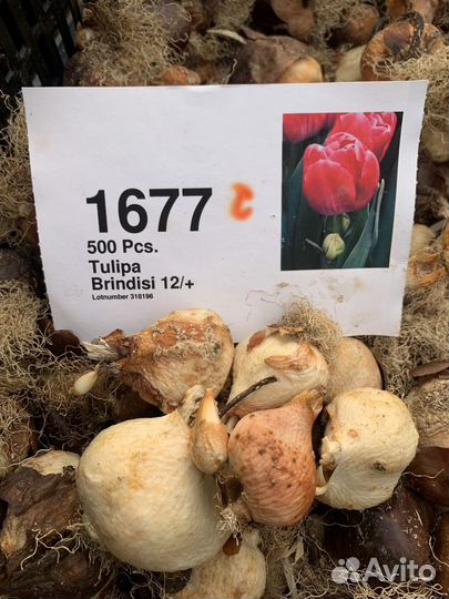 Тюльпан после выгонки