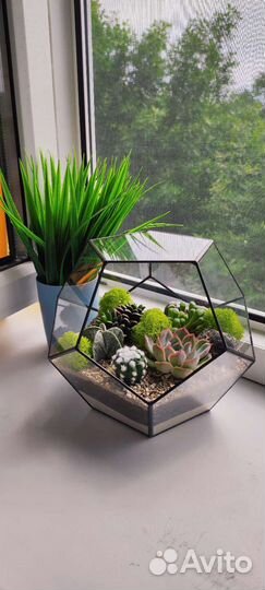 Флорариум подарок