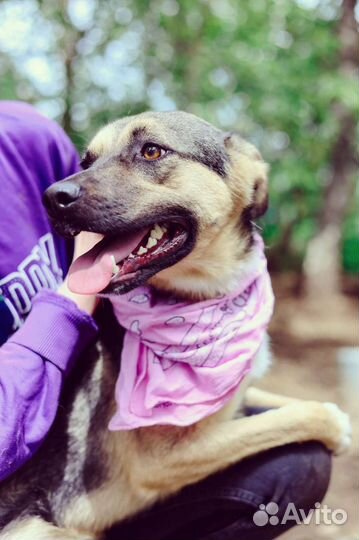 Милая Асоль ищет дом