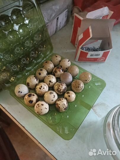 Мясо и яйцо перепелов