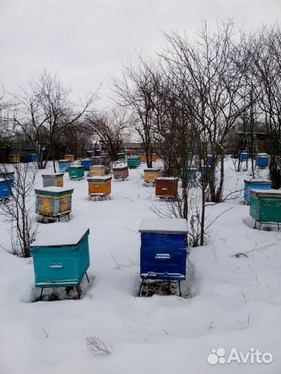 Продам пчелосемьи
