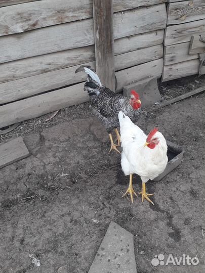 Петухи молодые домашние