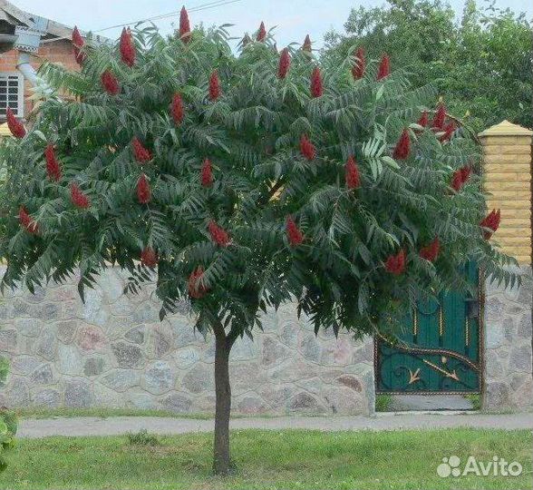 Саженцы сумах оленерогий