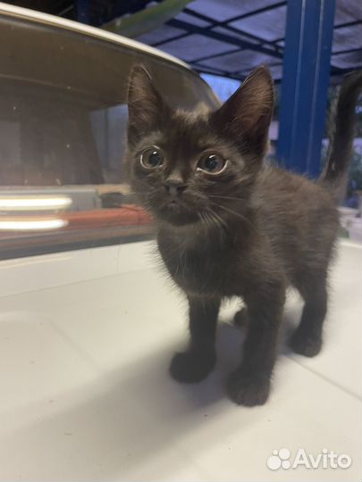 Котята в добрые руки мальчики, ласковые