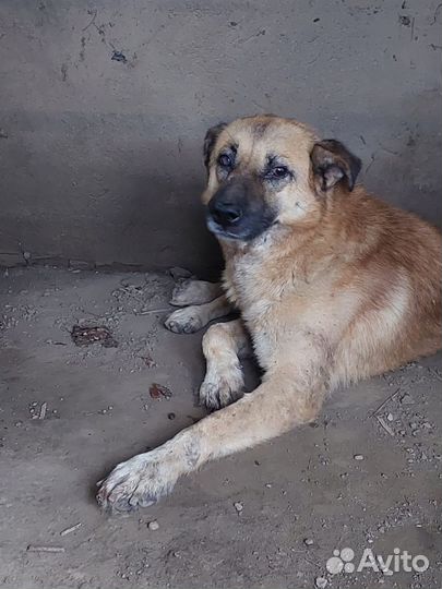 Грузинский пёс в поисках дома