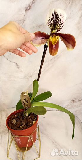 Орхидея башмачок Paphiopedilum Leanum