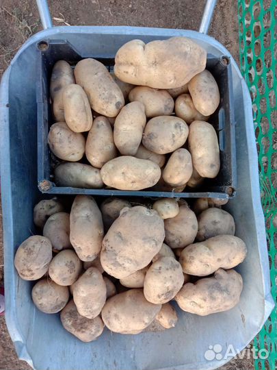 Семенной картофель Сынок,Шарвари пирошка,Сарпо Мир