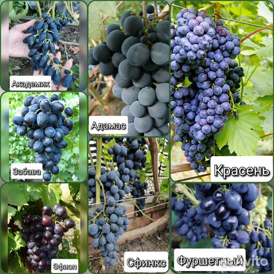 Черенки винограда