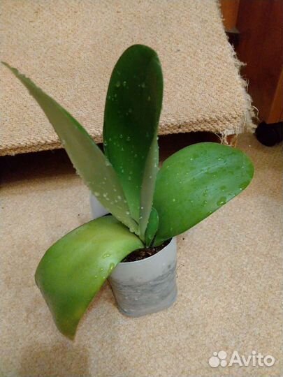 Гемантус белоцветковый