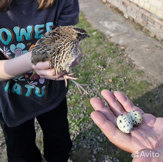 Перепела продажа