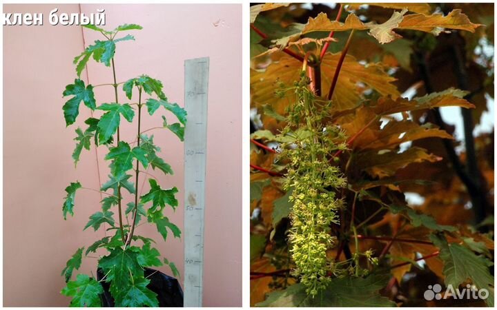 Саженцы растений