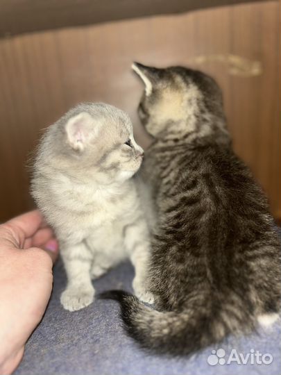 Кошечка в добрые руки