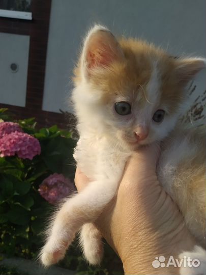 Котенок в добрые руки