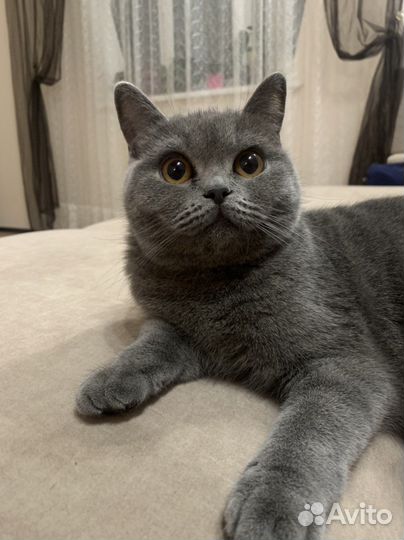 Кошка на вязку