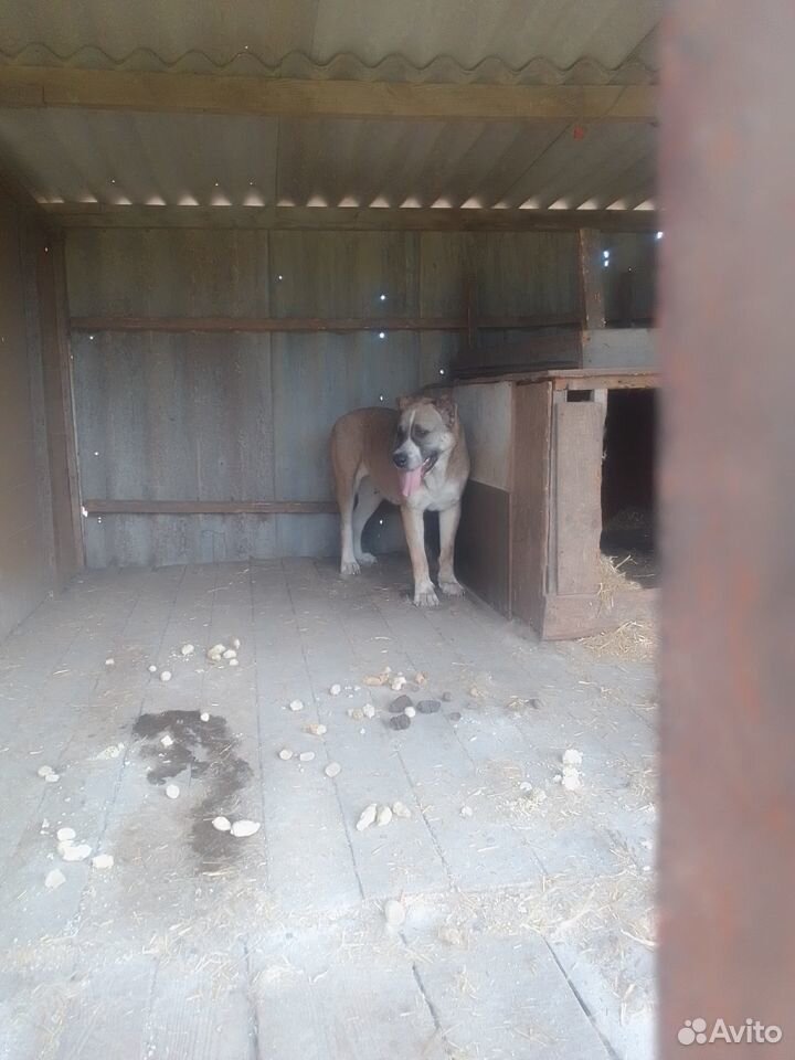 Отдам взрослых собак сао (алабай) в добр