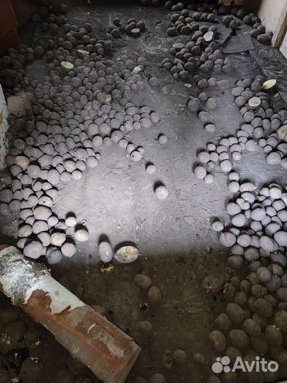 Семенной картофель