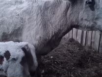 Корова дойная с теленком