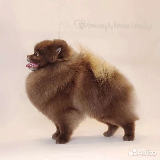 Померанский шпиц Вязка